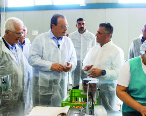 ΦΑΜΕΛΛΟΣ ΜΕΣΣΗΝΙΑ