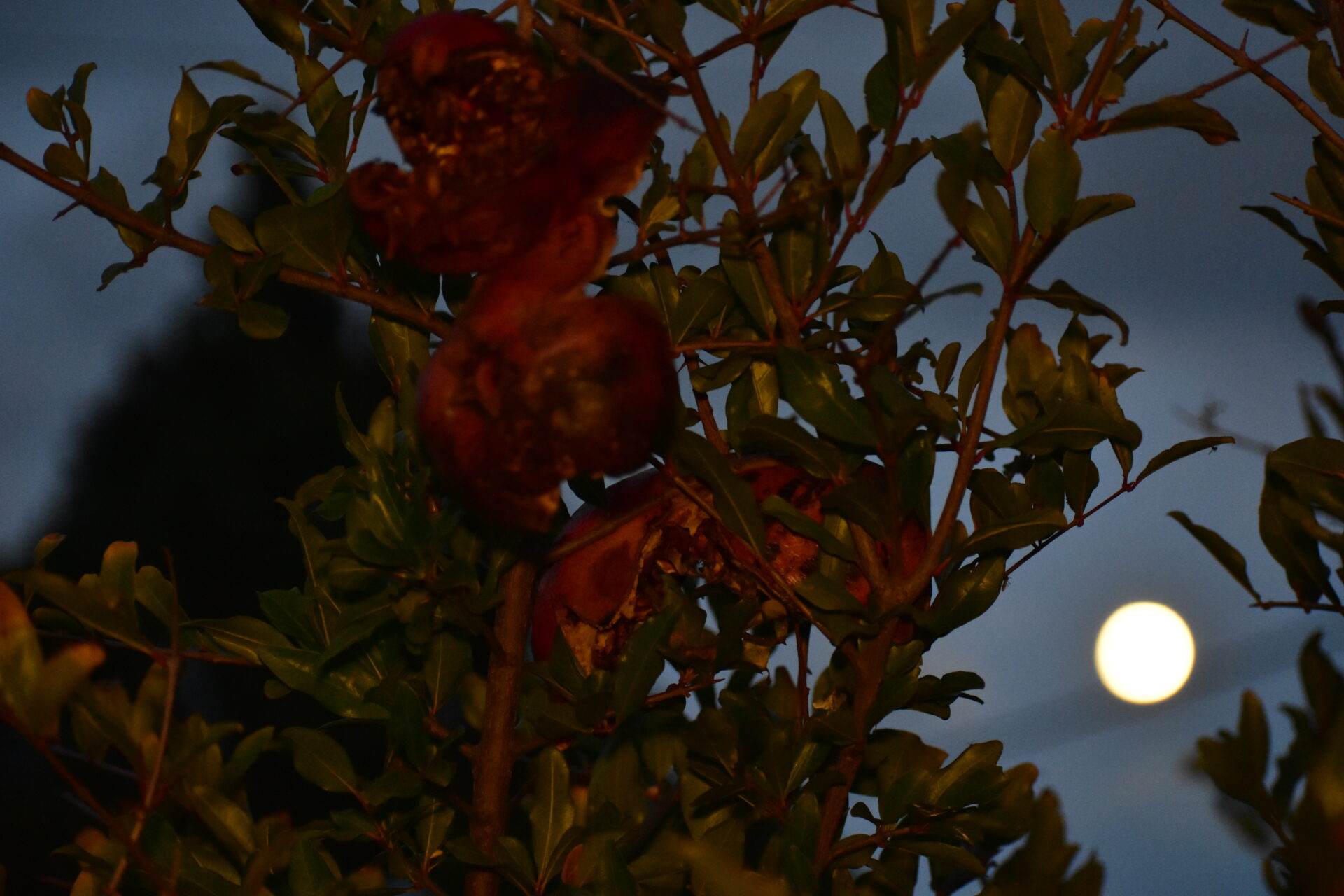 Εντυπωσιακές εικόνες από την μεγαλύτερη πανσέληνο της χρονιάς, φεγγάρι του Κάστορα, πανσέληνος Νοεμβρίου 2025