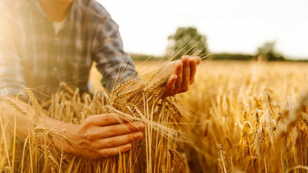 αγροτικές επιδοτήσεις