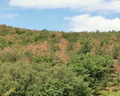 Προσλήψεις για 176 δασοπόνους και 105 δασολόγους σε όλη την Ελλάδα