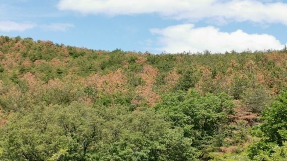 Προσλήψεις για 176 δασοπόνους και 105 δασολόγους σε όλη την Ελλάδα