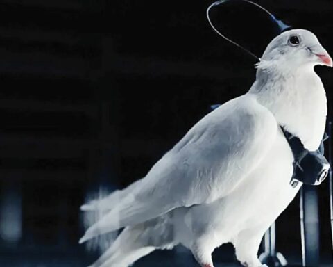 Περιστέρια-drones από τον ρωσικό στρατό