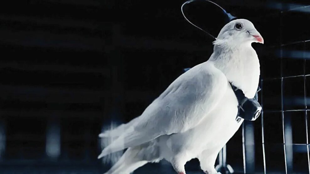 Περιστέρια-drones από τον ρωσικό στρατό