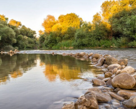 νεκρά ζώα στον Αλφειό ποταμό