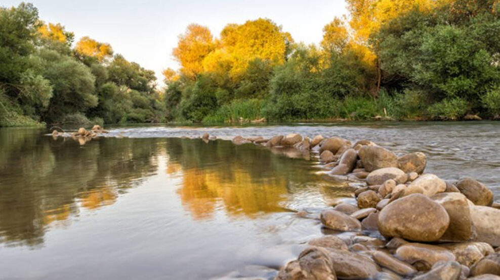 νεκρά ζώα στον Αλφειό ποταμό