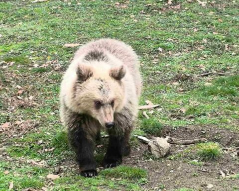Ξύπνησαν νωρίτερα φέτος οι αρκούδες