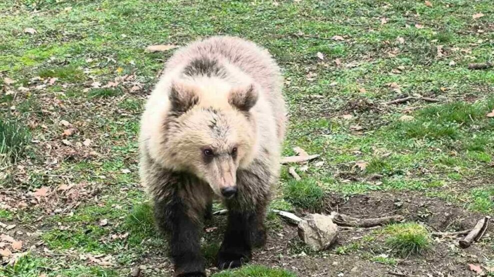 Ξύπνησαν νωρίτερα φέτος οι αρκούδες
