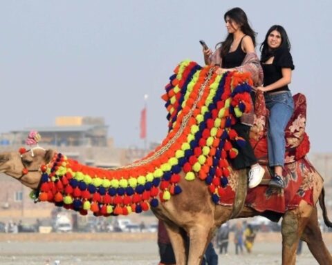 καμήλες, Σαουδική Αραβία,