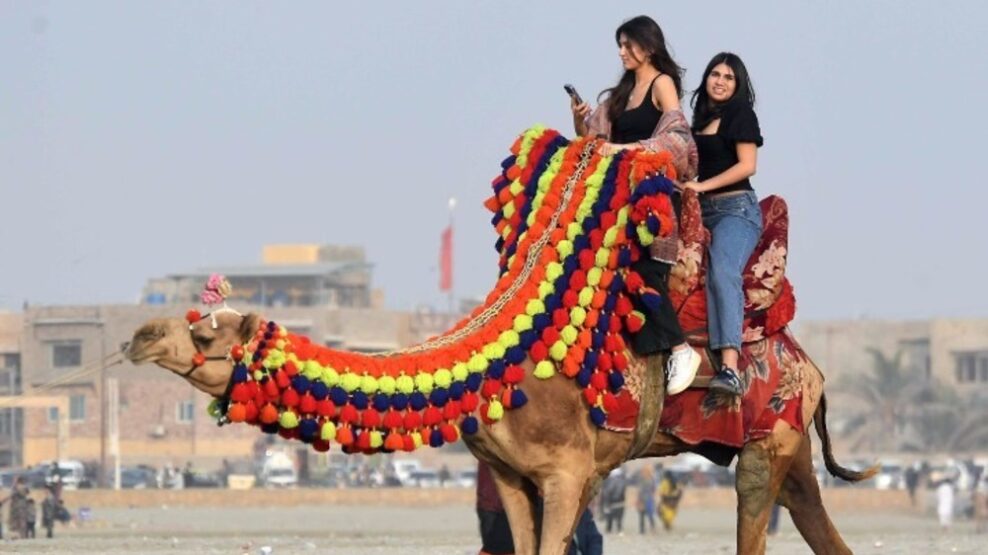 καμήλες, Σαουδική Αραβία,