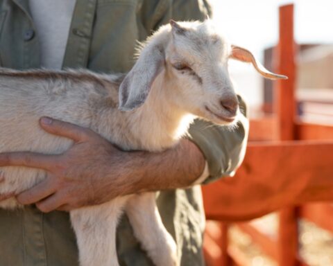 Στρατιωτικοί κτηνίατροι