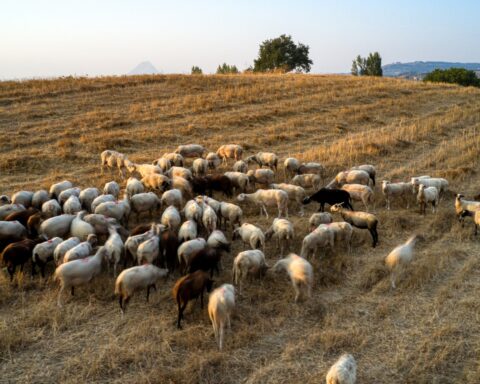 αφρώδης πυρετός