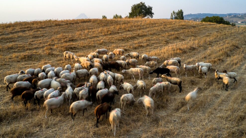 αφρώδης πυρετός