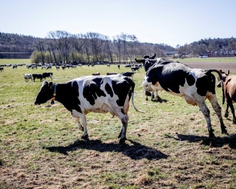 μέτρα για τον αφθώδη πυρετό στη Λέσβο