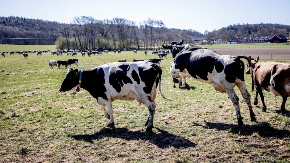 μέτρα για τον αφθώδη πυρετό στη Λέσβο