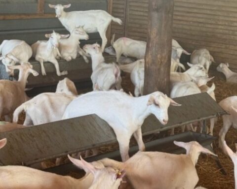 Αυστηρά μέτρα απολύμανσης στο λιμάνι και το αεροδρόμιο για τον αφθώδη πυρετό