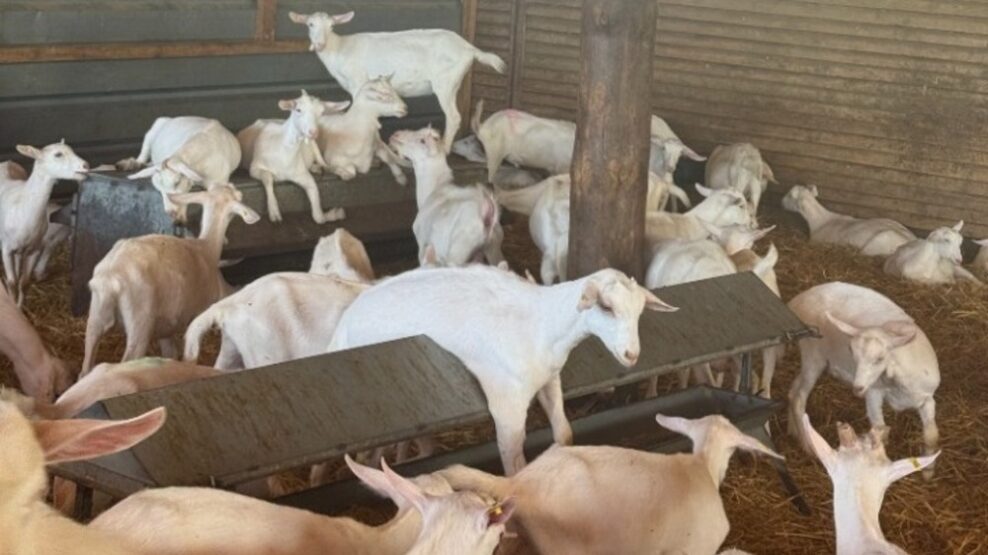 Αυστηρά μέτρα απολύμανσης στο λιμάνι και το αεροδρόμιο για τον αφθώδη πυρετό