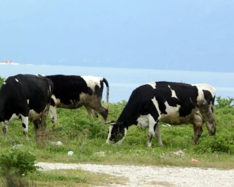 Δραματική εξάπλωση του αφρώδους πυρετού στη Λέσβο