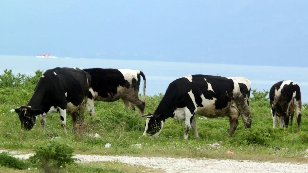 Δραματική εξάπλωση του αφρώδους πυρετού στη Λέσβο