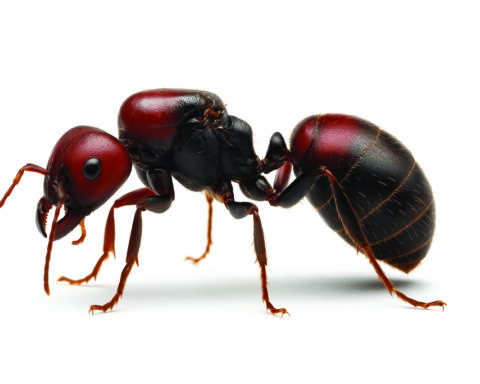 Αφρικανή βασίλισσα των μυρμηγκιών