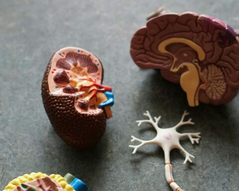 Επέμβαση αποβολής τοξικών πρωτεϊνών από τον εγκέφαλο μπορεί να αντιστρέψει την άνοια