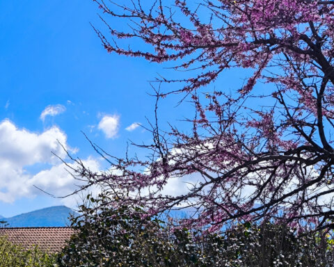 Ανοιξιάτικος σήμερα ο καιρός