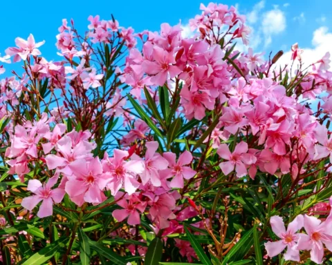 πικροδάφνη