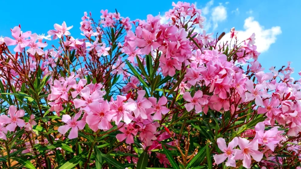 πικροδάφνη