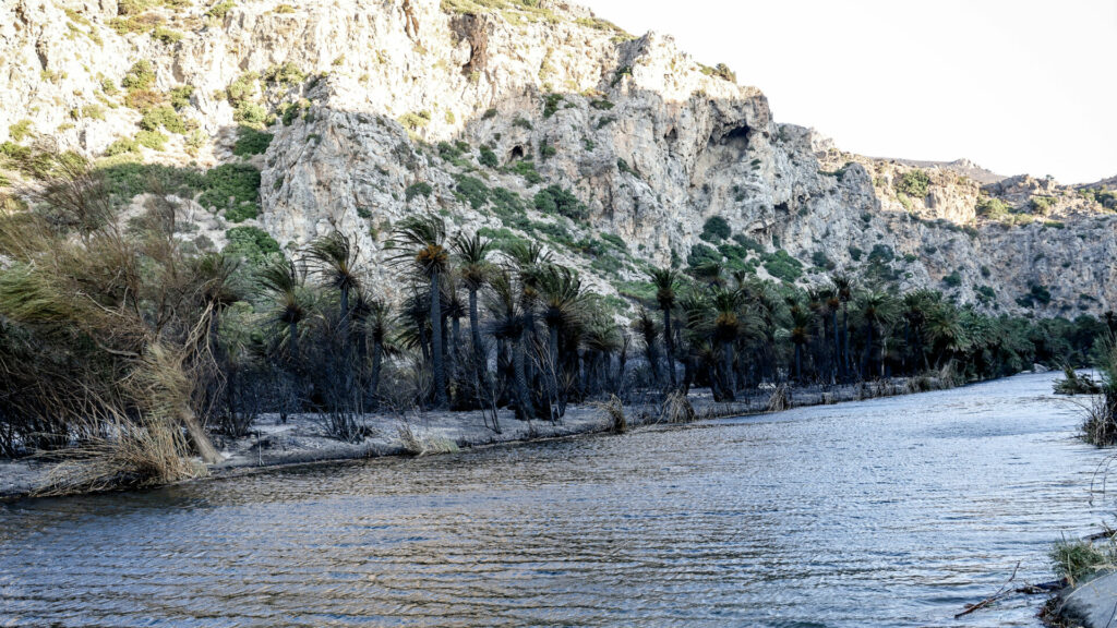 φωτιά στην Πρέβελη, πρεβελη φωτιά, δάσοσ πρεβελησ,