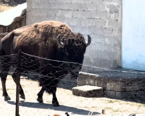 Τρίκαλα: