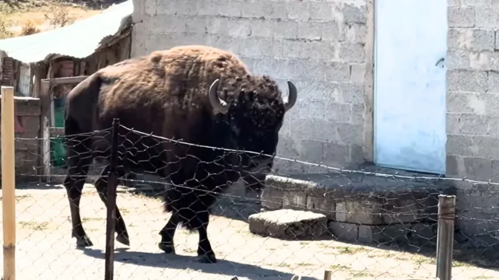 Τρίκαλα: